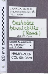 Etikette zu Oestodes tenuicollis (NHMW-ZOO-COL-0010828)